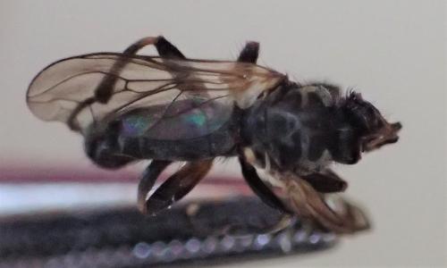Thecophora atra