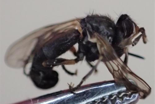Thecophora atra