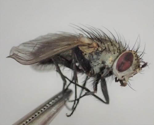 Réf. 295 252 : Bithia sp.