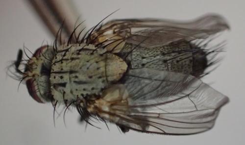 Bithia sp.