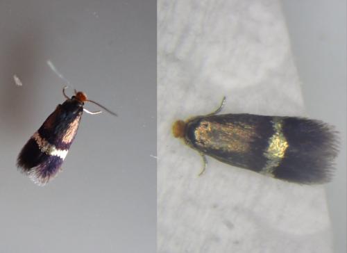 Stigmella aurella