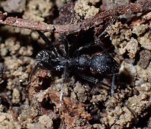 Réf. 295 525 : Aphaenogaster senilis