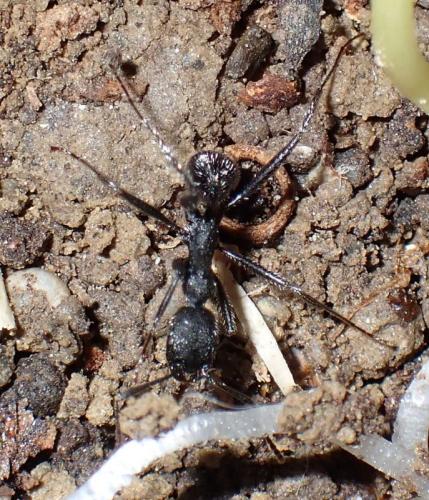 Réf. 295 526 : Aphaenogaster senilis