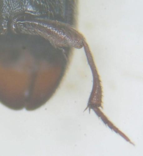 Réf. 295 655 : Colon sp.