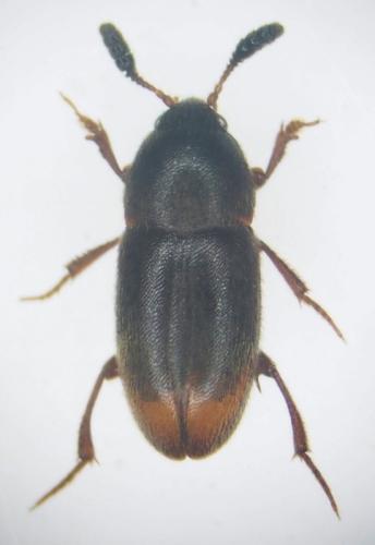 Réf. 295 653 : Colon sp.
