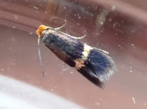 Stigmella aurella