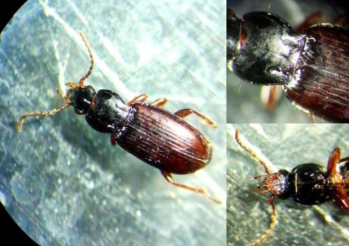 Réf. 295 592 : Pterostichus strenuus