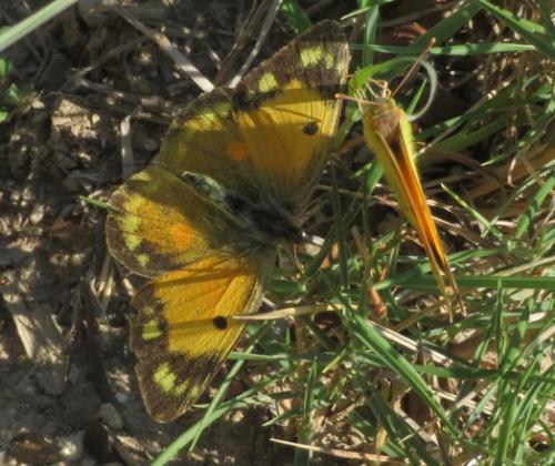 Colias croceus