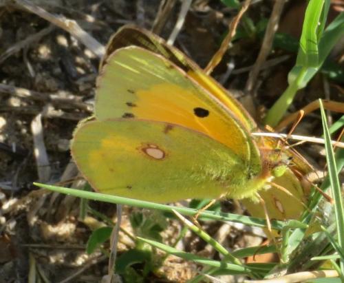Réf. 295 498 : Colias croceus