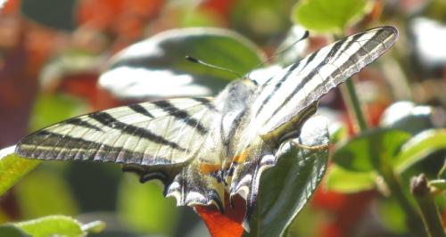 Réf. 295 478 : Iphiclides podalirius