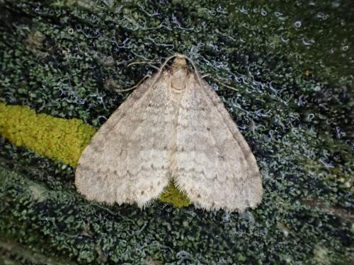 Réf. 295 666 : Operophtera sp.