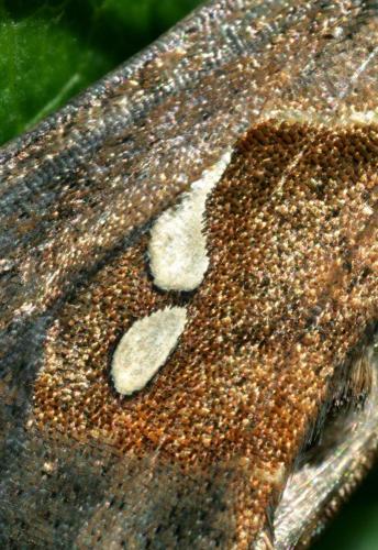 Macdunnoughia confusa