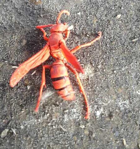 Polistes sp.