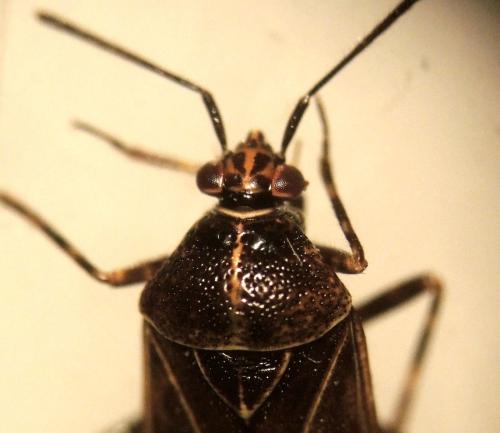 Réf. 295 573 : Deraeocoris flavilinea