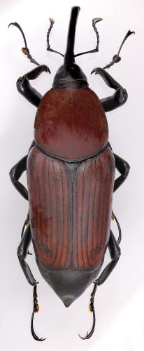 Réf. 295 519 : Macrocheirus praetor