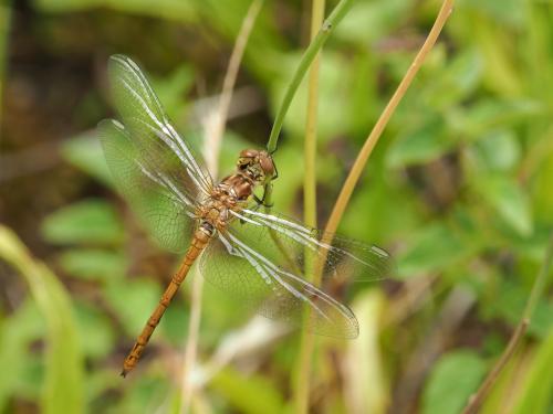 Sympetrum striolatum