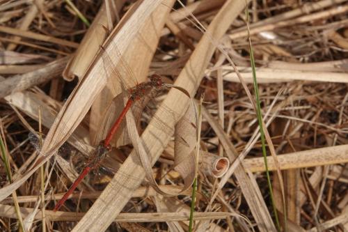 Sympetrum meridionale
