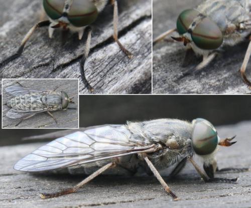 Réf. 295 803 : Tabanus bromius
