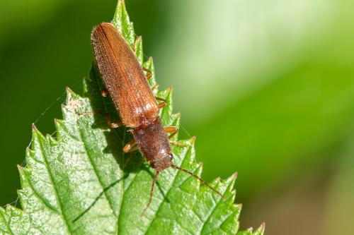 Athous campyloides