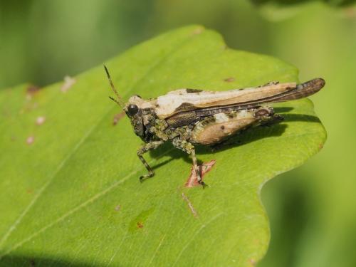 Réf. 295 740 : Tetrix ceperoi ceperoi