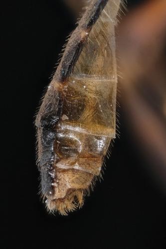 Réf. 295 607 : Chorisops sp.