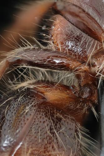 Réf. 295 603 : Myrmilla capitata