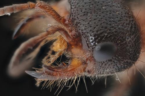 Réf. 295 604 : Myrmilla capitata
