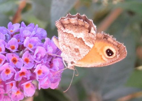 Réf. 295 538 : Pyronia cecilia