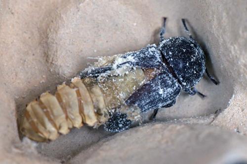 Tenebrio molitor