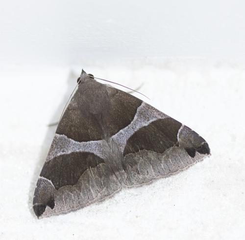 Réf. 295 053 : Dysgonia algira