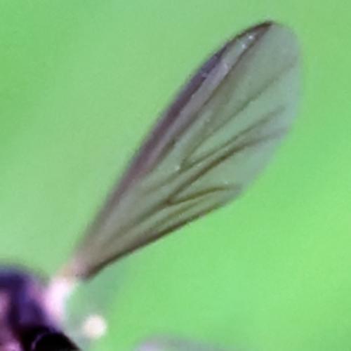 Cordyla sp.
