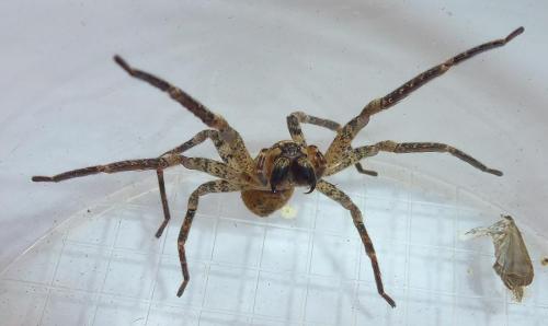 Réf. 295 935 : Zoropsis spinimana
