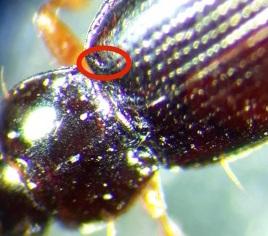 Réf. 295 144 : Bembidion obtusum