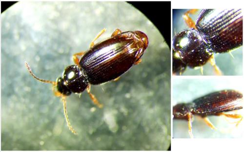 Réf. 295 097 : Bembidion obtusum
