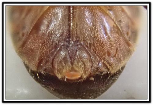 Arocatus sp.