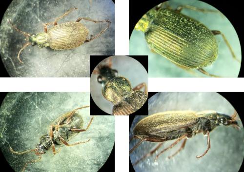 Réf. 295 304 : Chlaenius vestitus