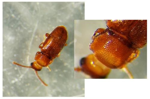 Cryptophagus sp.