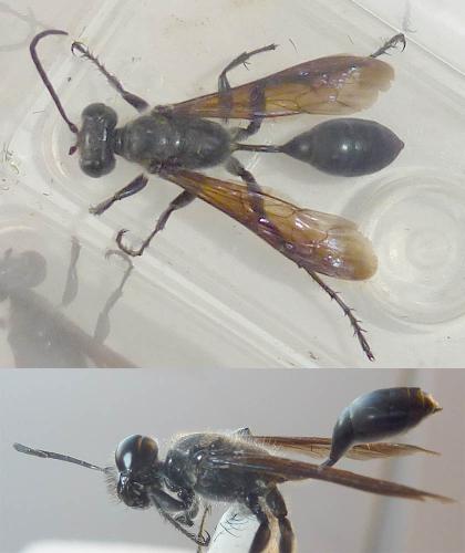 Isodontia mexicana