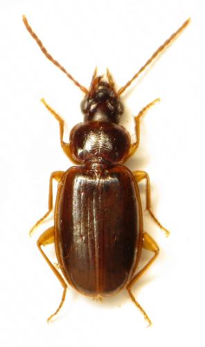 Trechus quadristriatus