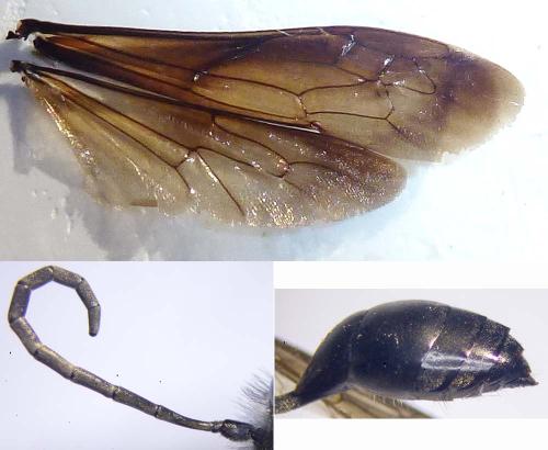 Isodontia mexicana