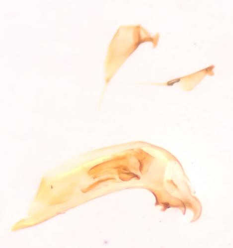 Sinechostictus elongatus