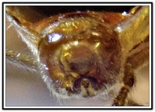 Arocatus sp.