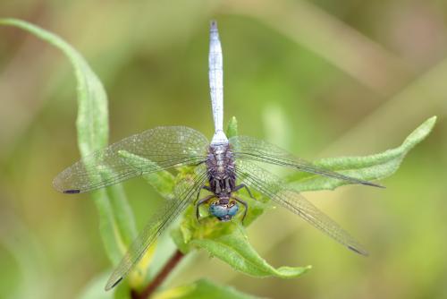 Orthetrum sp.