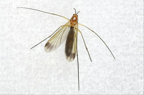 Orfelia sp.