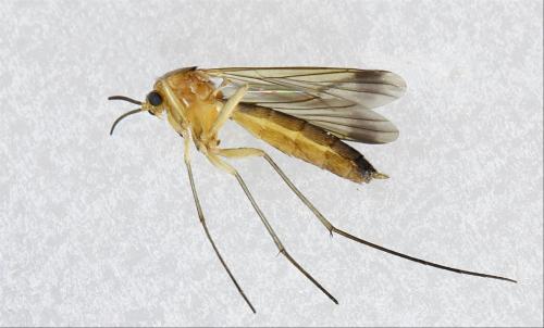 Orfelia sp.