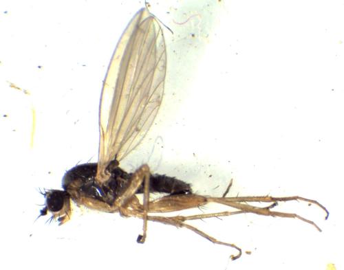 Réf. 295 776 : Lonchoptera lutea