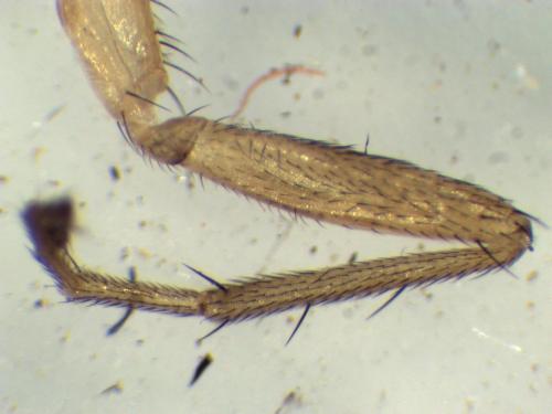 Réf. 295 780 : Lonchoptera lutea