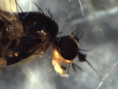 Réf. 295 779 : Lonchoptera lutea