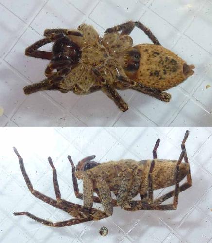 Réf. 295 934 : Zoropsis spinimana