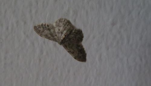 Idaea libycata